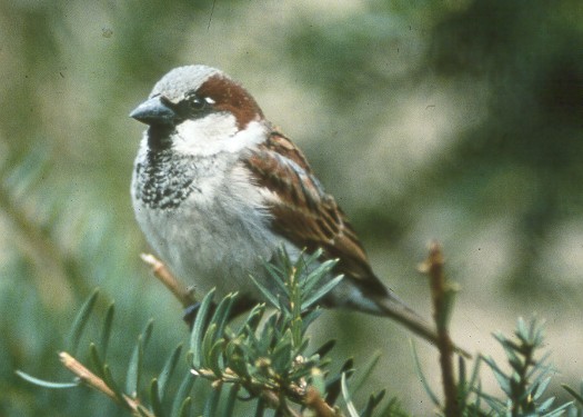 house sparrow the house sparrow eats small types of seeds